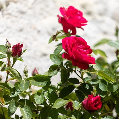 rose du jardin 